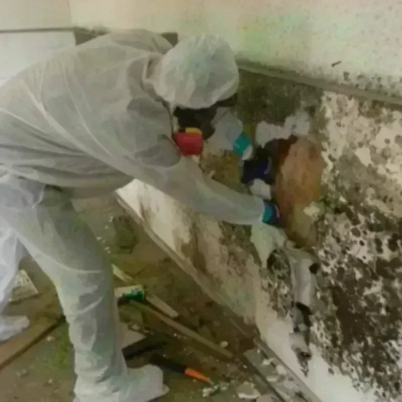 Mold Remediation and Removal in Cross County, AR